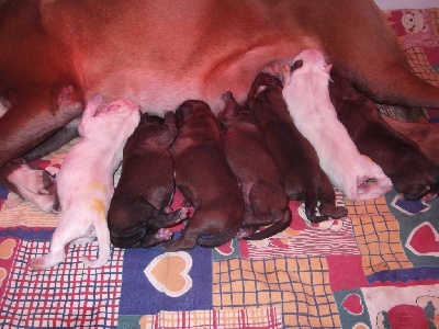 des terres ardennaises - Naissance du 15 février 2012