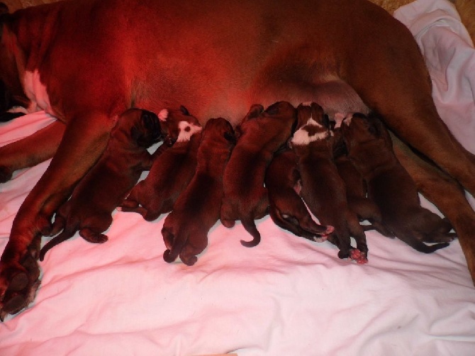 des terres ardennaises - Naissance Chiots Forest'One et Hamore 