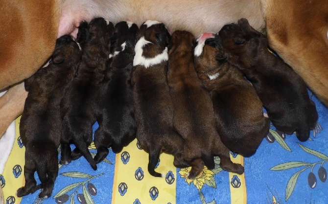 des terres ardennaises - Naissance du 28 août 2014