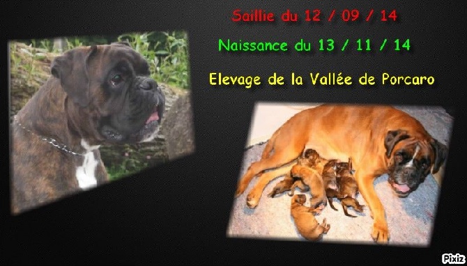 des terres ardennaises - Naissance chiots Godewin et Feeling