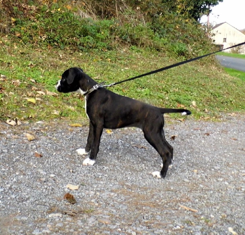 Jolie'baby des terres ardennaises