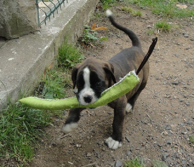 Hello ' baby de L'Enfer Vert