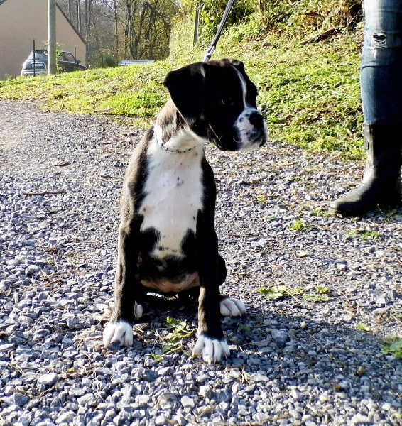 Jolie'baby des terres ardennaises