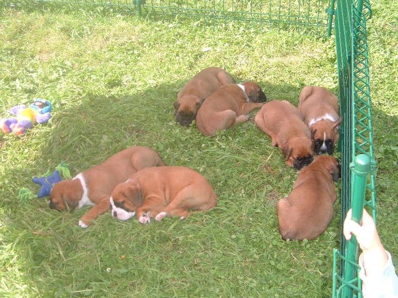 des terres ardennaises - Boxer - Portée née le 03/08/2009