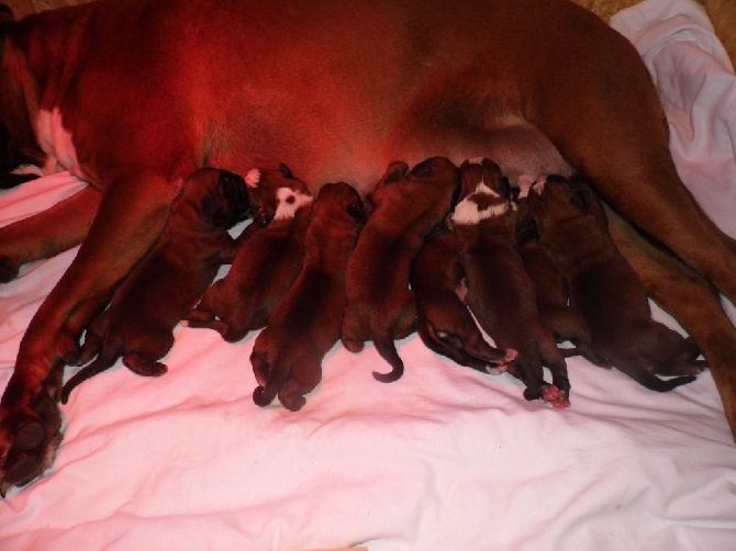 des terres ardennaises - Naissance Chiots Forest'One et Hamore
