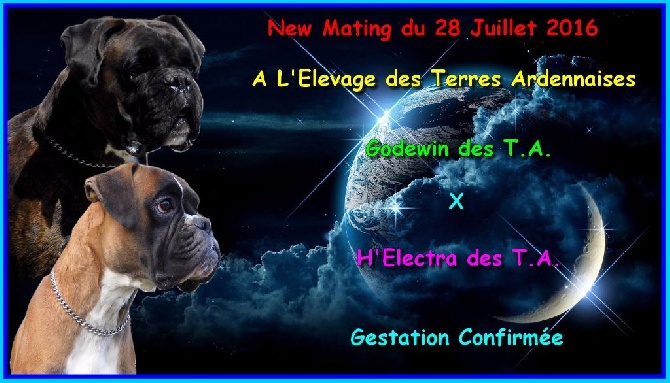 des terres ardennaises - Saillie du 28 juillet 2016