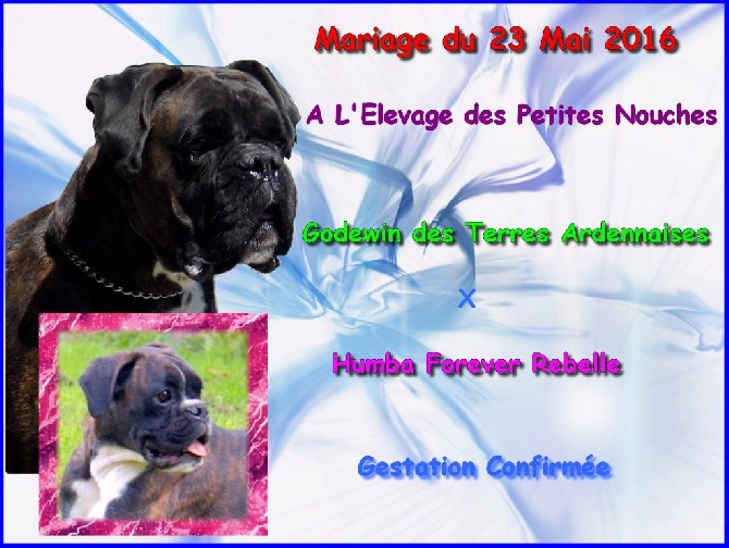 des terres ardennaises - Saillie Godewin x Humba
