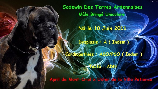 des terres ardennaises - Godewin des Terres Ardennaises
